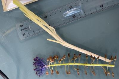 <i>Muscari comosum</i>