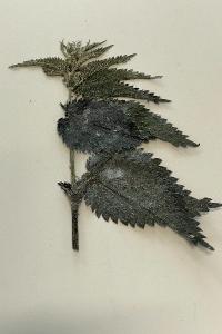 <i>Urtica dioica</i>