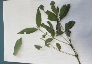<i>Fraxinus angustifolia</i>