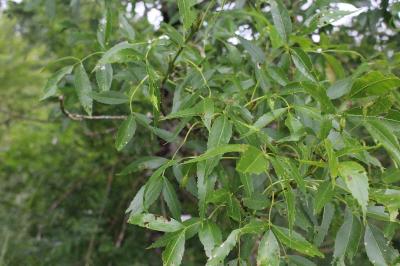<i>Fraxinus angustifolia</i>