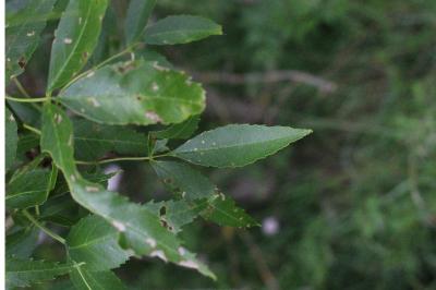 <i>Fraxinus angustifolia</i>