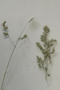<i>Poa</i>