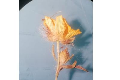 <i>Ranunculus repens</i>