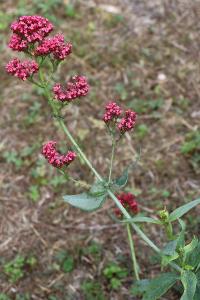 <i>Centranthus ruber</i>