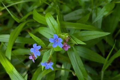 <i>Aegonychon purpurocaeruleum</i>