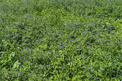 <i>Aegonychon purpurocaeruleum</i>