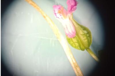 <i>Geranium lucidum</i>