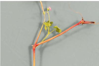 <i>Geranium lucidum</i>