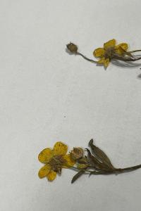 <i>Ranunculus bulbosus</i>