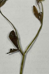 <i>Ranunculus bulbosus</i>