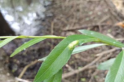 <i>Salix alba</i>