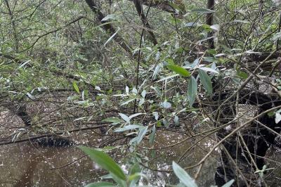 <i>Salix alba</i>