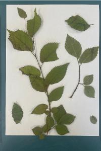 <i>Ulmus minor</i>