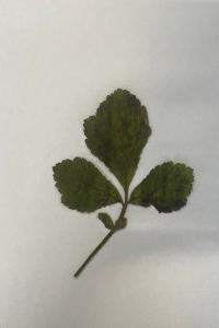 <i>Geum urbanum</i>