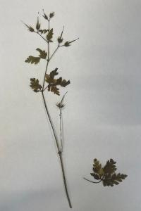 <i>Geranium robertianum</i>