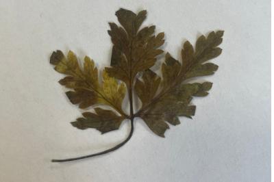 <i>Geranium robertianum</i>
