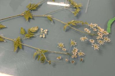 <i>Chaerophyllum temulum</i>