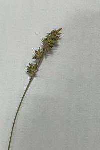 <i>Carex leersii</i>