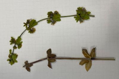 <i>Cruciata laevipes</i>