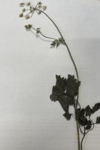 <i>Chaerophyllum temulum</i>