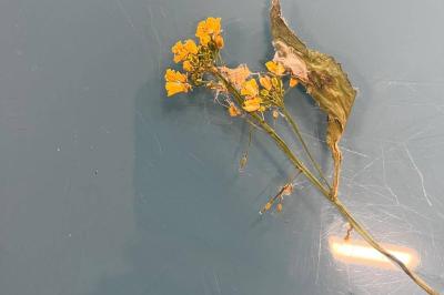 <i>Rorippa amphibia</i>