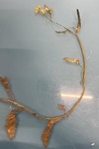 <i>Rorippa amphibia</i>