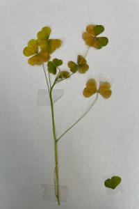 <i>Oxalis stricta</i>