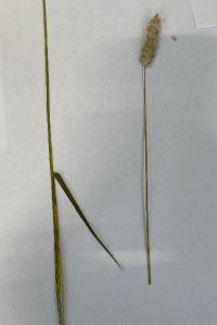 <i>Alopecurus pratensis</i>