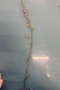 <i>Campanula rapunculus</i>