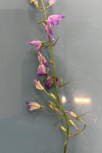 <i>Campanula rapunculus</i>