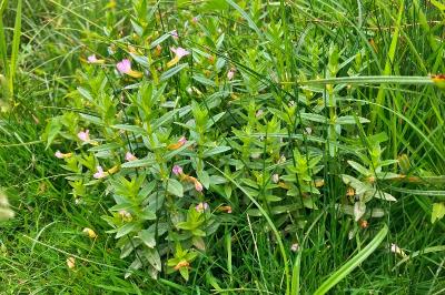 <i>Gratiola officinalis</i>