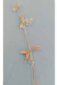 <i>Galium aparine</i>