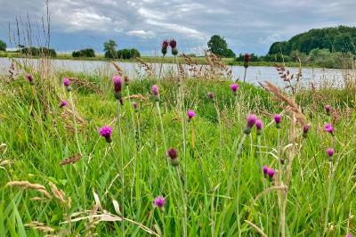 <i>Cirsium dissectum</i>