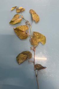 <i>Aristolochia clematitis</i>