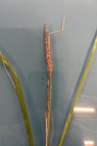 <i>Carex acutiformis</i>