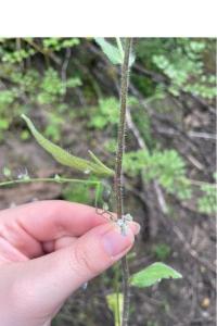 <i>Myosotis arvensis</i>