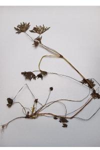 <i>Geranium dissectum</i>
