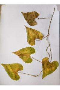 <i>Convolvulus sepium</i>