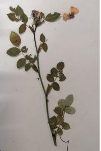 <i>Rosa canina</i>