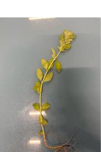 <i>Mentha pulegium</i>