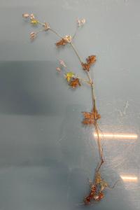 <i>Geranium pusillum</i>