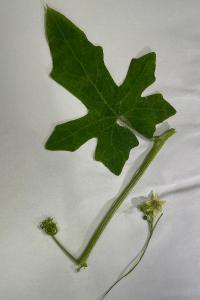 <i>Bryonia dioica</i>