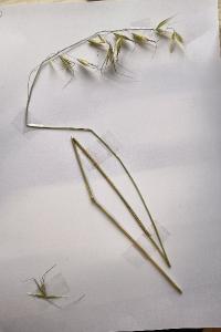 <i>Avena barbata</i>