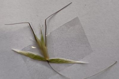 <i>Avena barbata</i>