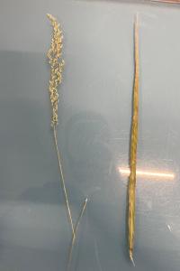<i>Arrhenatherum elatius</i>