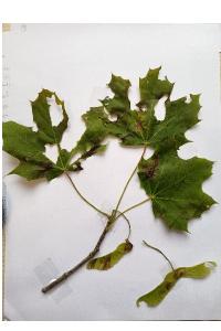 <i>Acer platanoides</i>