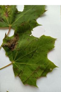 <i>Acer platanoides</i>