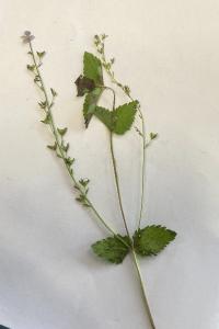 <i>Veronica chamaedrys</i>