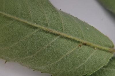 <i>Rosa</i>