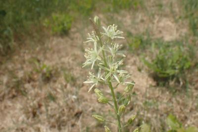 <i>Loncomelos pyrenaicus</i>